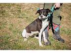 Lulu, Terrier (unknown Type, Medium) For Adoption In Harrison, Arkansas