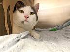 Delilah, Domestic Shorthair For Adoption In Port Alberni, British Columbia