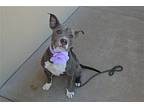 Blueberry, American Staffordshire Terrier For Adoption In Mckinney, Texas