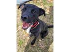 Hopper, Labrador Retriever For Adoption In Traverse City, Michigan