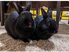 Bunny Holly & Marilyn Bunroe, Polish For Adoption In Plymouth, Minnesota