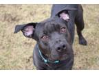 King, American Pit Bull Terrier For Adoption In Pittsfield, Massachusetts