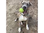Grayson, American Staffordshire Terrier For Adoption In Saugus, Massachusetts