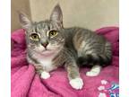 Anna, Domestic Shorthair For Adoption In Salem, New Hampshire