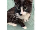 Zena, Domestic Mediumhair For Adoption In Athens, Tennessee