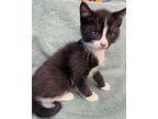 Zorro, Domestic Shorthair For Adoption In Athens, Tennessee