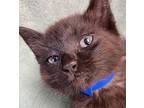 Zag, Domestic Shorthair For Adoption In Athens, Tennessee