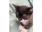Zuri, Domestic Shorthair For Adoption In Athens, Tennessee