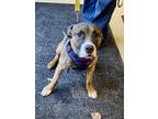 Zoey, American Pit Bull Terrier For Adoption In Harbor Springs, Michigan