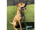 Bertie, Labrador Retriever For Adoption In Raleigh, North Carolina