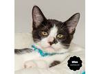 Eliza, Domestic Shorthair For Adoption In Wyandotte, Michigan