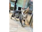 Nina, Domestic Shorthair For Adoption In Fort Myers, Florida