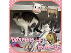 Barn Buddies, Domestic Shorthair For Adoption In Springfield, Vermont