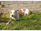 Layla, American Staffordshire Terrier For Adoption In Bristol, Tennessee