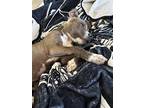 Blossom, American Pit Bull Terrier For Adoption In Dana Point, California