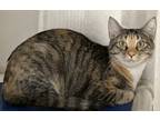 Mia, Domestic Shorthair For Adoption In Venice, Florida