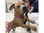 Red, American Pit Bull Terrier For Adoption In Wheaton, Illinois