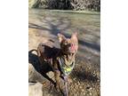 Frankenstein, American Pit Bull Terrier For Adoption In San Marcos, Texas