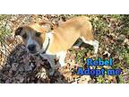 Rebel, American Staffordshire Terrier For Adoption In Grove, Oklahoma
