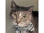 Scud, Domestic Shorthair For Adoption In Mendon, New York