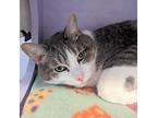 Kyle, Domestic Shorthair For Adoption In Mendon, New York