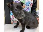 Baileys, Labrador Retriever For Adoption In Clinton, South Carolina