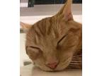 Reese, Domestic Shorthair For Adoption In Palatine, Illinois