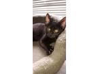 Mercedes, Domestic Shorthair For Adoption In Palatine, Illinois