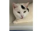 Tori, Domestic Shorthair For Adoption In Milltown, New Jersey