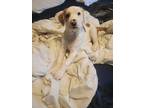 Colt, Retriever (unknown Type) For Adoption In Fort Worth, Texas