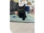 Panther, Domestic Shorthair For Adoption In Corvallis, Oregon