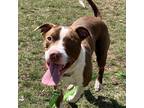 Cid, American Pit Bull Terrier For Adoption In Ann Arbor, Michigan