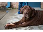 Bo #7, Labrador Retriever For Adoption In Warrington, Pennsylvania