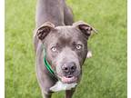 Keanu, American Staffordshire Terrier For Adoption In Mont Belvieu, Texas