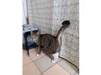 Carmen, American Shorthair For Adoption In Brooklyn, New York