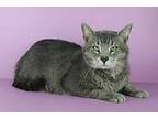 Smelly Cat, Domestic Shorthair For Adoption In Cornersville, Tennessee