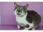 Freight Train, Domestic Shorthair For Adoption In Cornersville, Tennessee
