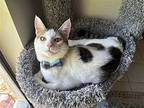 Trooper, Domestic Shorthair For Adoption In Orlando, Florida