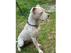 Savannah, American Pit Bull Terrier For Adoption In Taylors, South Carolina