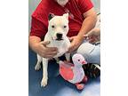 Clyde, Staffordshire Bull Terrier For Adoption In Pompano Beach, Florida