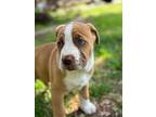 Ulysses, American Pit Bull Terrier For Adoption In Taylors, South Carolina