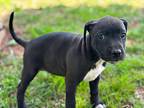 Unicorn, American Pit Bull Terrier For Adoption In Taylors, South Carolina