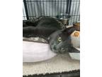 Polly, Domestic Shorthair For Adoption In Bear, Delaware