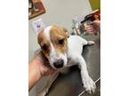 Gaetano, Jack Russell Terrier For Adoption In Huntington, New York