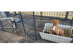 Suey, Bull Terrier For Adoption In Santa Rosa, California