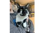 Mr. Business, Domestic Shorthair For Adoption In Seville, Ohio