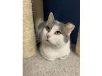 Theodore, Domestic Shorthair For Adoption In Seville, Ohio