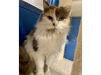 Trinity, Domestic Longhair For Adoption In Seville, Ohio