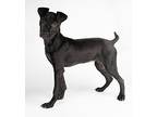 Lite Brite, American Pit Bull Terrier For Adoption In Dublin, California