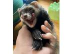 Snail, Ferret For Adoption In Kerhonkson, New York